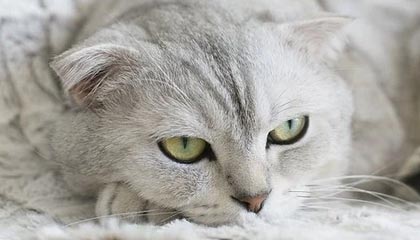 乐鱼官网安全-赛事新玩法：混合现实让球迷身临其境，混合现实技术包括什么